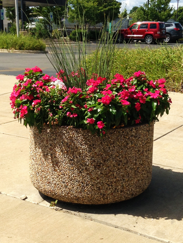 sccc-pink-planter about the chamber